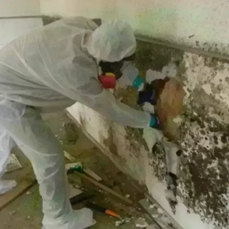 Mold Remediation and Removal in Burlington, NC